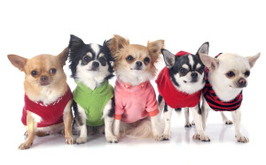 dressed chihuahuas in front of white background